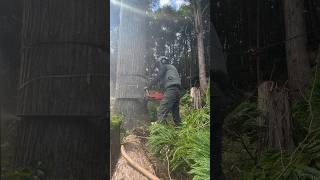 【墓裏の杉の木の伐採】エンジンウインチ引き倒し  #shorts #伐採 #tree #chainsaw #husqvarna #林業