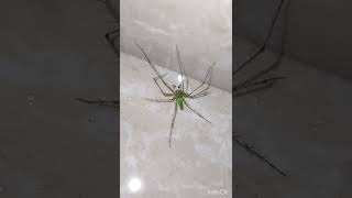 Green Lynx Spider #GreenLynxSpider #shorts