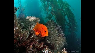 Diving in Anacapa Island, Ventura, CA - Buceo en Anacapa Island, Ventura, California