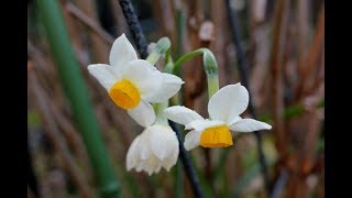 小さな窓の花ごよみ 532 春の息吹 ♪ アメイジング・グレイス：harp Mika Agematsu ♪