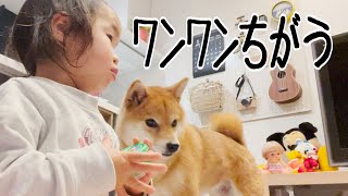 うちの柴犬はワンワンじゃなくおねーちゃんだと主張する２歳娘｜犬と子供のvlog