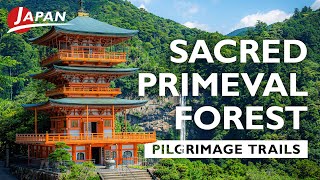 The Most Beautiful Kumano Kodo, Mt. Nachi | Wakayama, Japan Travel Guide