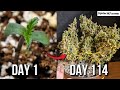 Timelapse - Seed to Harvest 147g Dry Northern Lights autoflower Fastbuds - LST - Spiderfarmer SF4000