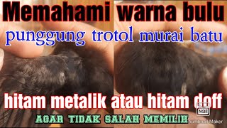 perbedaan warna bulu punggung trotol murai batu,hitam metalik dan hitam doff..