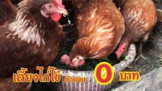 เลี้ยงไก่ไข่ด้วยแหนแดงไก่ไข่กับแหนแดง แหนแดงใช้เลี้ยงไก่ไข่ด้วยงบ 0 บาท