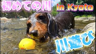 【川遊び】初めて川遊びに愛犬と行ったら… 【River play】First river trip with dogs!!