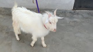 pure zing breed ka bakra in Hyderabad M M pahadi Lucky palace function hall