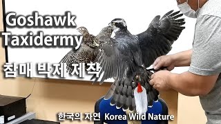 Goshawk Taxidermy 참매 박제 제작