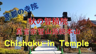 京都寺院　秋の智積院