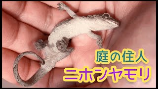 庭にいつもいるヤモリ君！ちょっと観察させて！！