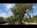 Huge Weeping Bottle Brush For Sale/Large Trees Planted and Guaranteed/Large Trees and Palms for Sale