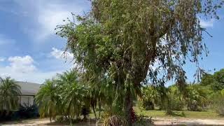 Huge Weeping Bottle Brush For Sale/Large Trees Planted and Guaranteed/Large Trees and Palms for Sale