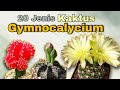 20 Jenis Kaktus Gymnocalycium | Kaktus Sultan