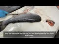 How to Fillet Whole Salmon: Steaks and Fillets