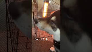 ストーブの前でうとうとする柴犬　#shorts #柴犬 #黒柴