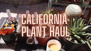 My California Plant Haul | Cactus and Succulents