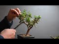 Crassula Ovata, Neue Front und Umgestaltung, My Hobby Bonsai, Jan 2022