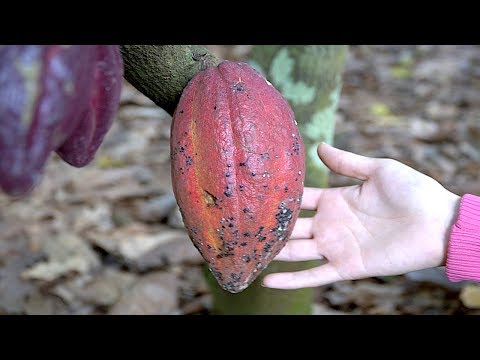 Looking for Cacao Looking for Cacao