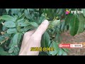 荔枝花芽分化不好，气温回暖就作怪，看看果农怎么应付