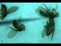 Pulling Drosophila heads for fixation and dissection - 2