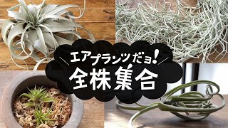 【たった1年でも大きく成長！】植物の成長記録・エアプランツだよ！全株集合【癒し動画】