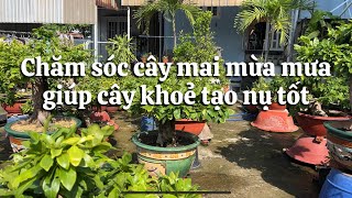Chăm sóc cây mai mùa mưa để tạo nụ tốt // 22-5 âm lịch