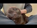 猫動画は稼げる？収益公開します