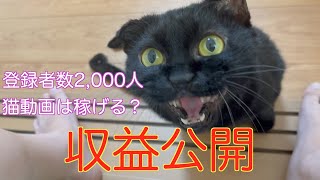 猫動画は稼げる？収益公開します