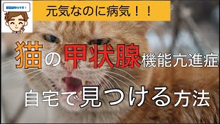 元気なのに病気！！猫の甲状腺疾患を自宅で見つける方法【獣医師がやさしく】