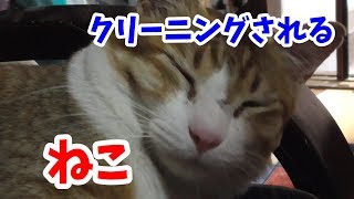 ねこの目ヤニを綺麗にしたらお礼をいう猫