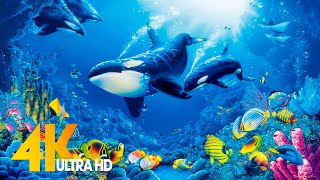 The Best 4K Aquarium for Relaxation 🐠 Relaxing Oceanscapes - Sleep Relax Meditation Music