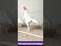 white heera aseel cock business cock