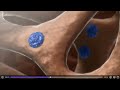 骨质疏松症三维立体动画演示 人体解剖学 osteoporosis 3d animation demonstration humananatomy