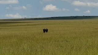 Two buffalos walking alone get ambushed by lions but the herd comes to the rescu