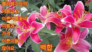 464회. 펠리체가든의 아름다운꽃\u0026 가격대비.