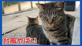 危険な台風が！猫達は避難してます【野良猫 地域猫】Dangerous typhoon! Cats are evacuating [Stray cat]