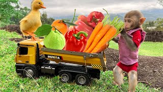 Bim Bim takes ducklings to harvest fruit in the storm