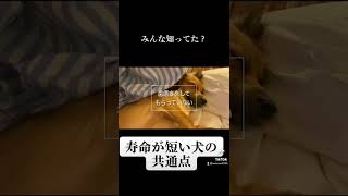 【やばい】寿命が短い犬にはこんな共通点があります。 #shorts