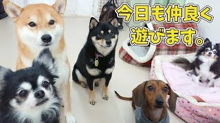 連休前は意外と穏やか…　🐶ひみつきちなう！①🐶  (チワワ 柴犬 ミニチュアダックス フレンチブルドッグ) 2020年2月21日