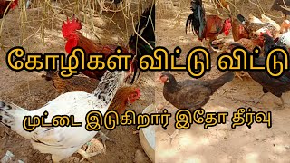 பெட்டை கோழிகள் இடைவெளி விட்டு விடுகிறதா?இதோ தீர்வு