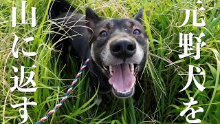 元野犬の保護犬を山に連れて行ったら野生に戻って大変なことになりました