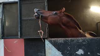 Kathiyawari Stallion Mayur Give a smile | Awesome Kathiyawari Horses