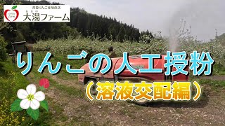 りんごの花が咲いた時だけできる！人工授粉（溶液交配編）