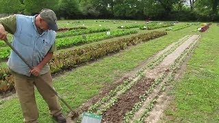 Food Independence (Part 1): Growing, Processing and Marketing Lettuce