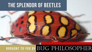 THE SPLENDOR OF BEETLES