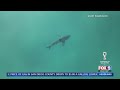 Shark Spotted in Off Coast of Torrey Pines