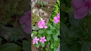 बताओ इस फूल का क्या नाम है #youtube #plant #gardeningvideos #gardenplants #trending