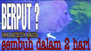 #louhan #hobi #asepfathoerchannel     CARA MENGATASI IKAN LOUHAN YANG BERPUT || asep fathoer channel