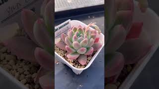 初心者さんおすすめ！むちむちピンクなアルバビューティー！ #succulent #succulents #shortsvideo #多肉植物 #ガーデニング #園芸