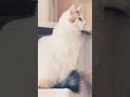 cat 可愛い メインクーン 猫のいる暮らし ねこ 三毛猫 癒しの猫